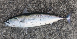 釣り4